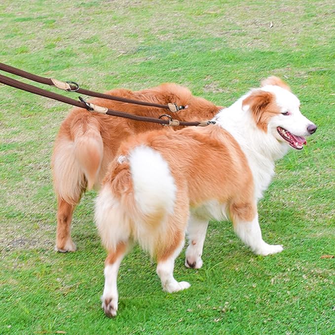 double-laisse-chien-marron-chiens-debout-polyvalpets