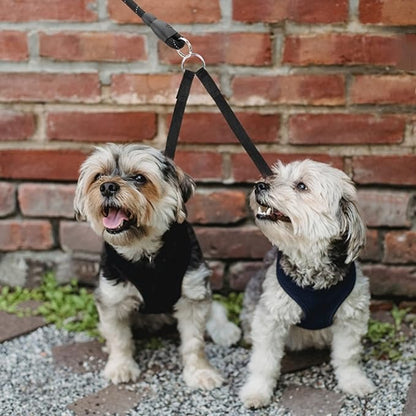 double-laisse-chien-noire-yorkshire-petits-poilus-funnyduo