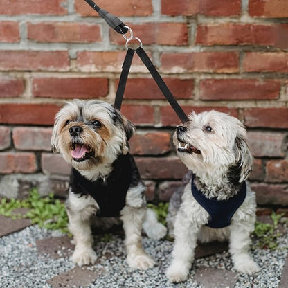 double-laisse-chien-noire-yorkshire