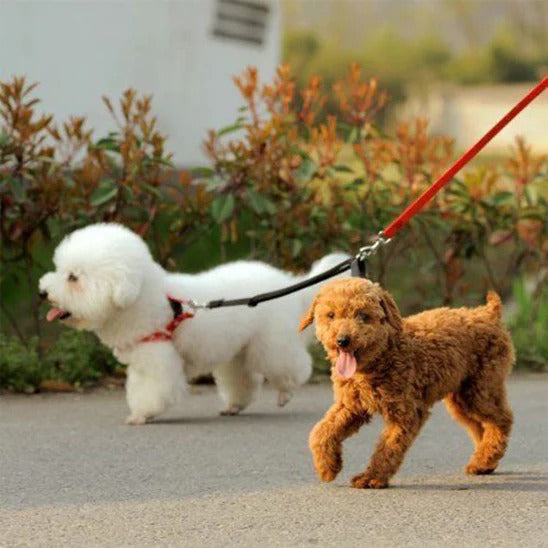 double-laisse-chien-retractable-petits-poilus-funnyduo