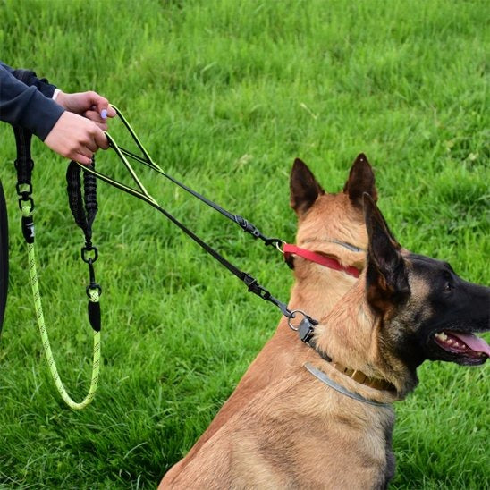 double laisse pour chiens avec deux malinois tenu en laisse double orange