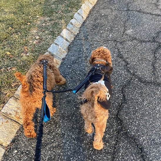 Double laisse pour chiens bleu promenant deux petits chiens