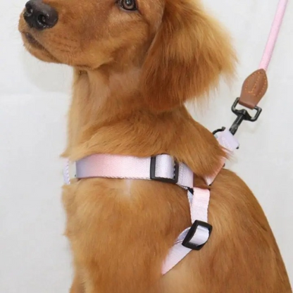 Laisse Chien | Kit Laisse et Harnais FlashDog™