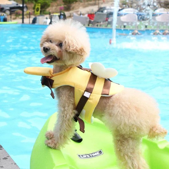 Gilet de sauvetage chien jaune porté par caniche dans piscine