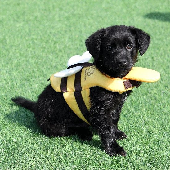 Gilet de sauvetage chien jaune sur petit chien poils noir
