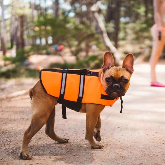 Gilet de sauvetage Chien orange et noir sécurité maximale