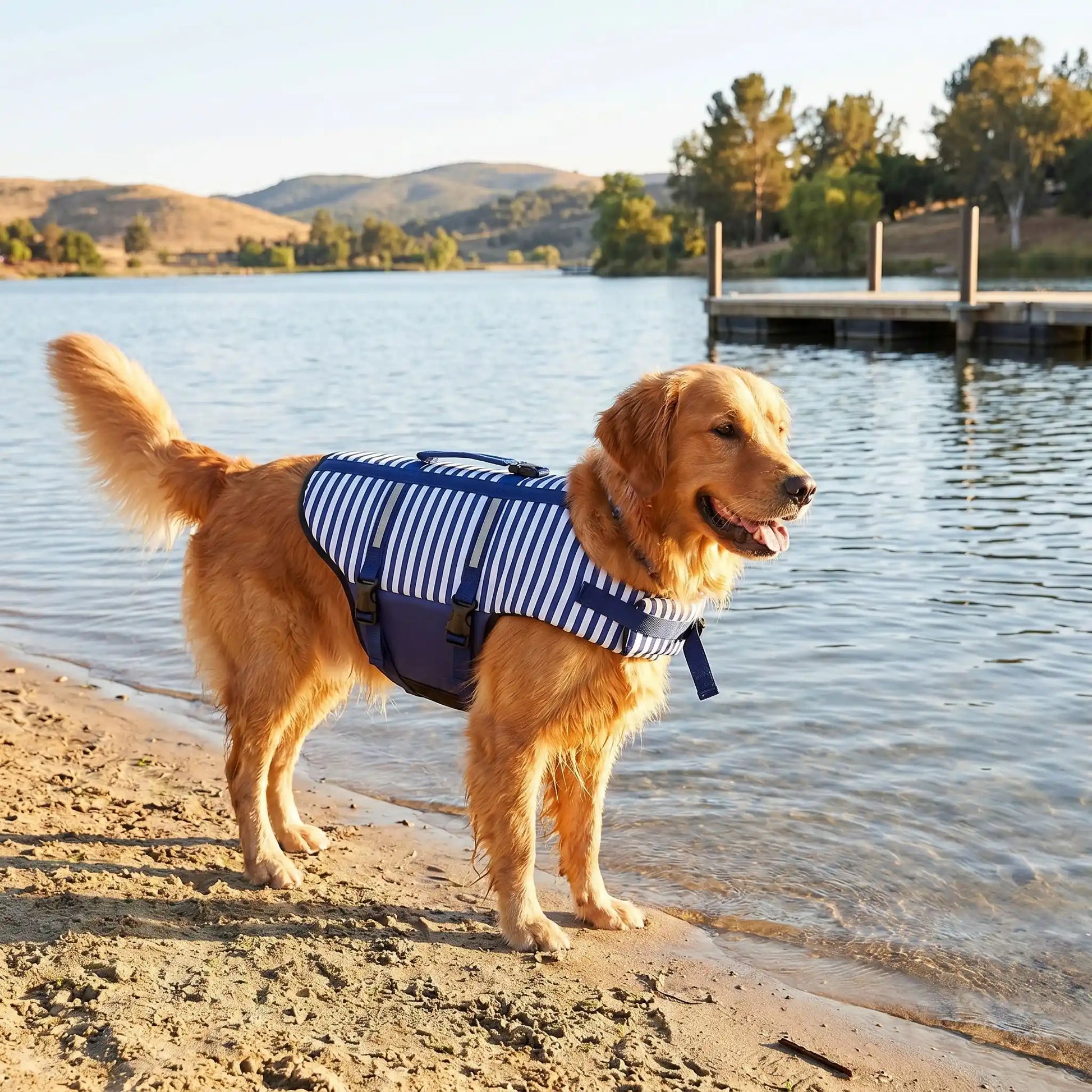 gilet de sauvetage petit chien labrador mer