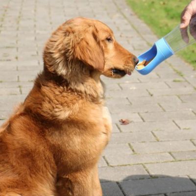 gourde-chien-bleue-aliment