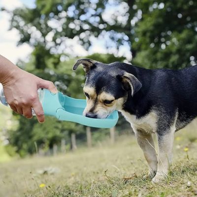 gourde-chien-bleue