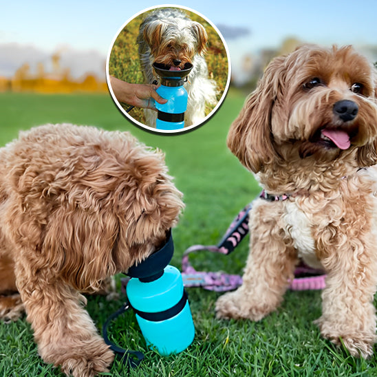 gourde-pour-chien-bleue