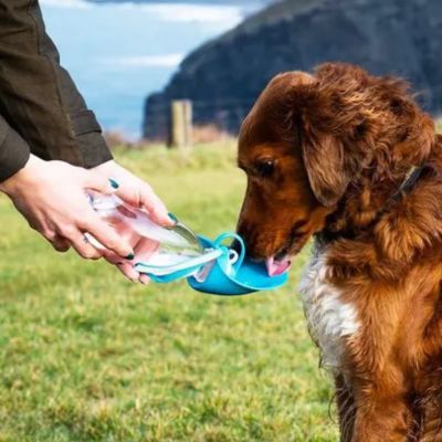 gourde-pour-chien-bleue