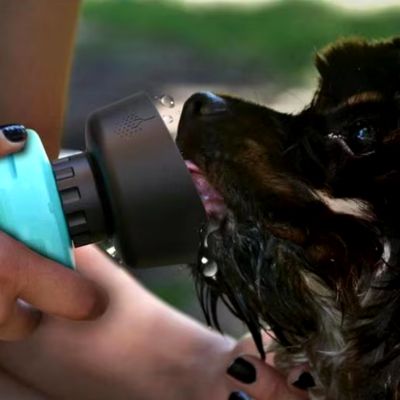 gourde-pour-chien-bol