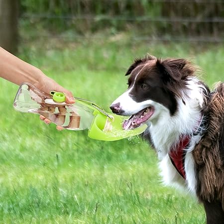 gourde-pour-chien-design-vert