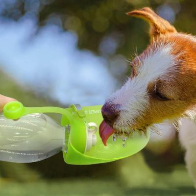 gourde-pour-chien-design