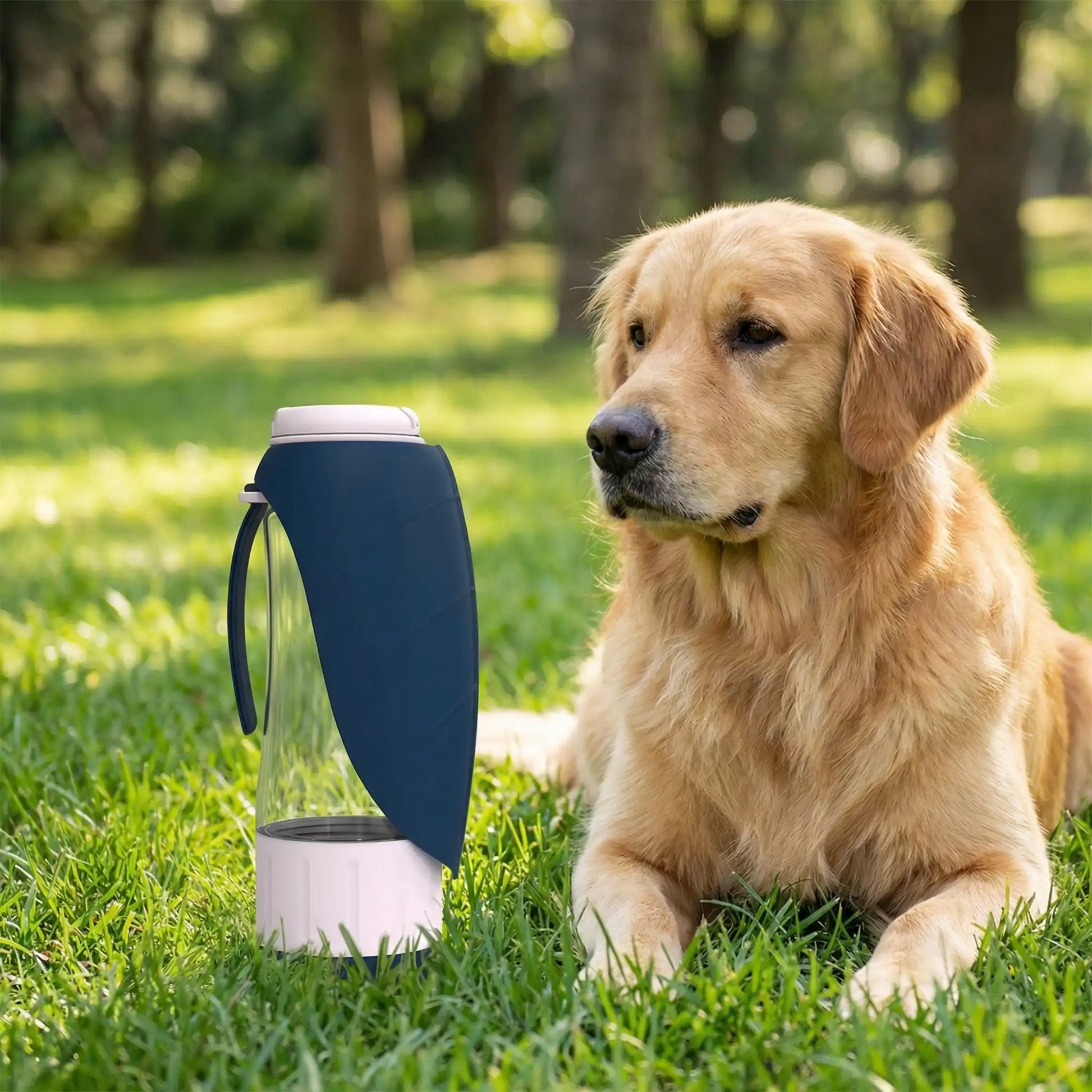gourdes pour chien HydroPaw bleu labrador