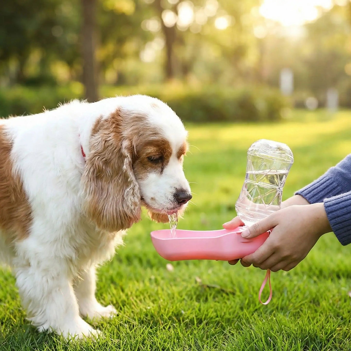 gourdes pour chien toutoufresh chien qui boit
