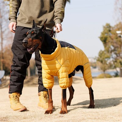 gros chien avec Doudoune Chien jaune noire thermique confortable