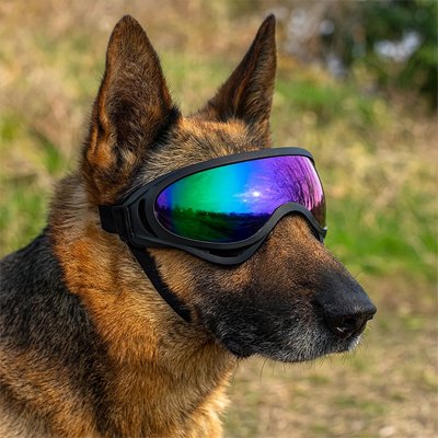 gros chien portant Lunettes pour chien verres colorés