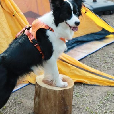 harnais-anti-traction-chien-orange-innovant