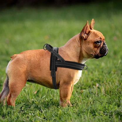 harnais-anti-traction-noir-bulldog-flashpuppy