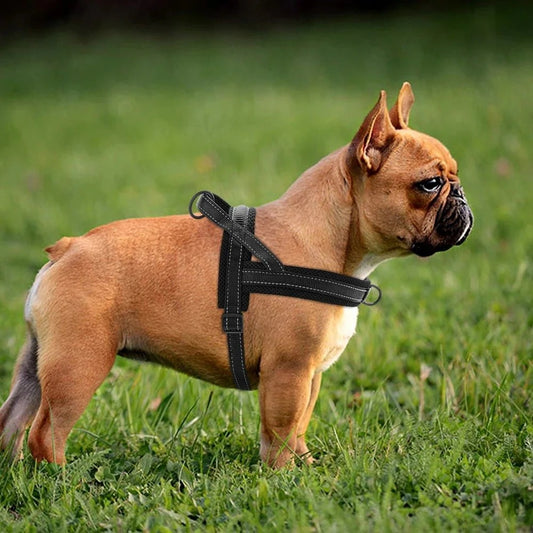 harnais-anti-traction-noir-bulldog-flashpuppy