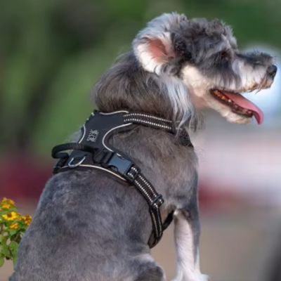 harnais-chien-anti-traction-bandes-reflechissantes
