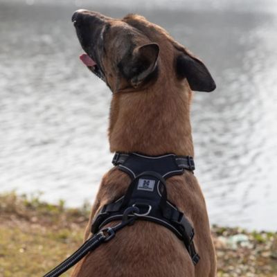harnais-chien-anti-traction-reflechissant-noir