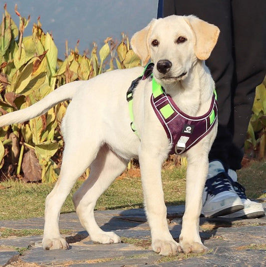 harnais-chien-anti-traction-violet-Lumia