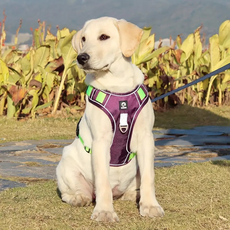 harnais-chien-anti-traction-violet-labrador