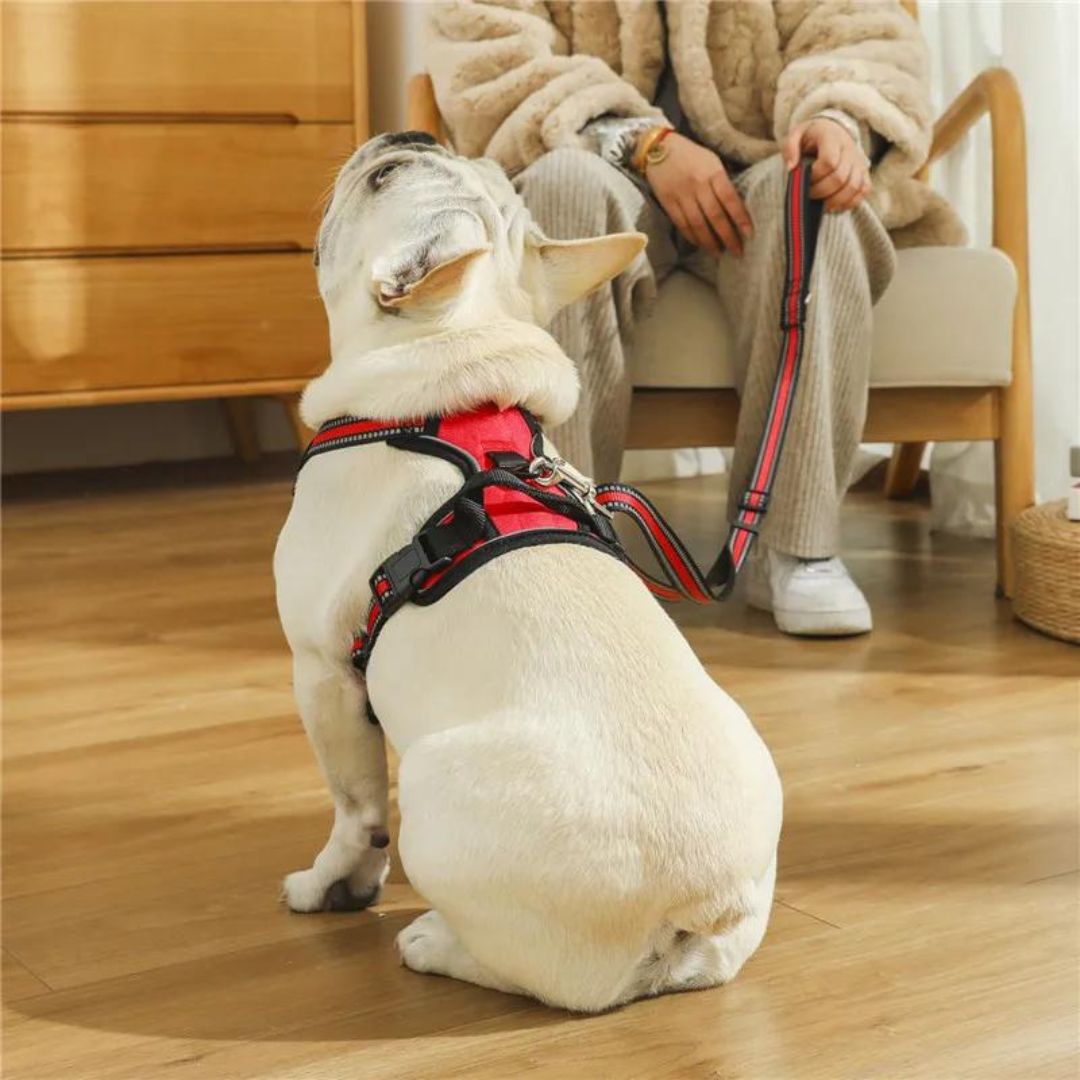 harnais-chien-dos-Securleash