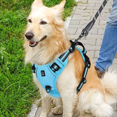 harnais-chien-mesh-respirant-bleu-tractionzero