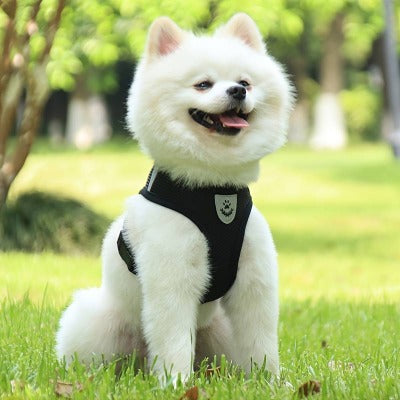 harnais-chien-noir-respirant-airyMoov