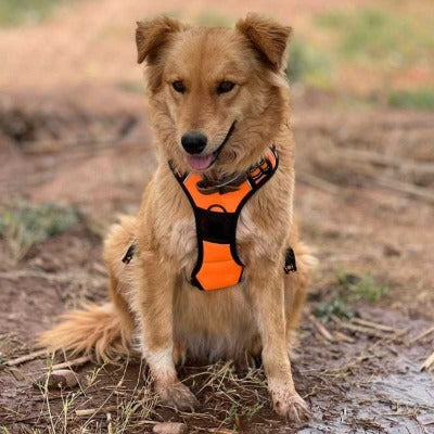 harnais-chien-orange-Securleash