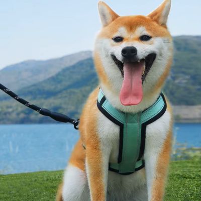 Harnais Chien | TrapLeash™