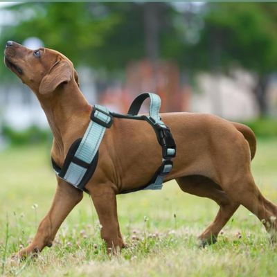 harnais-chien-vert-trapleash