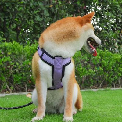 harnais-chien-violet-trapleash