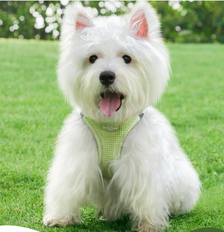 harnais-petit-chien-chiot-puppymoov