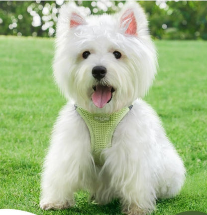 harnais-petit-chien-chiot-puppymoov