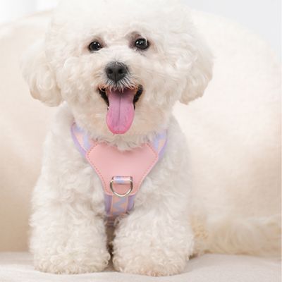 harnais-petit-chien-design-rose-violet