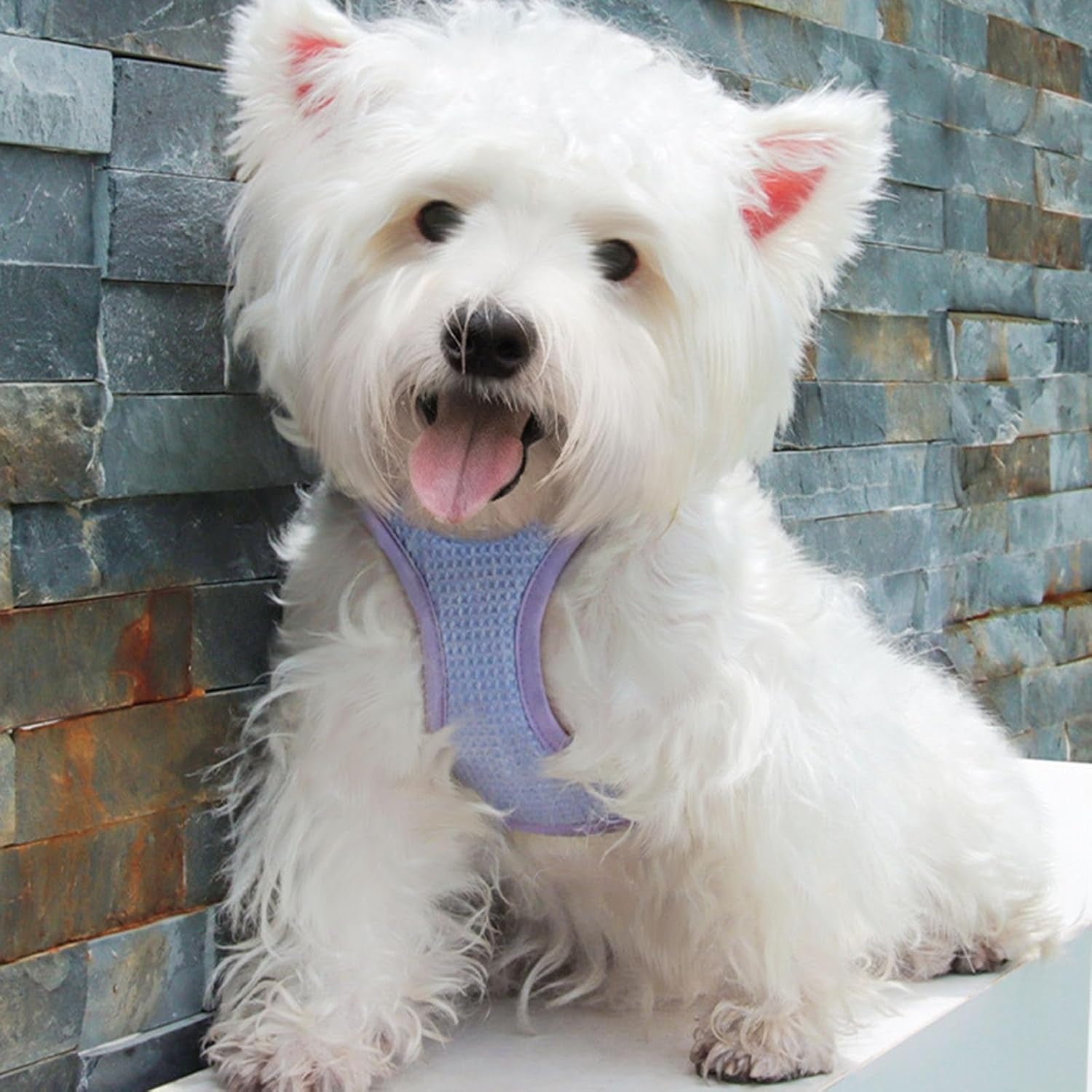 harnais-petit-chien-violet-puppy