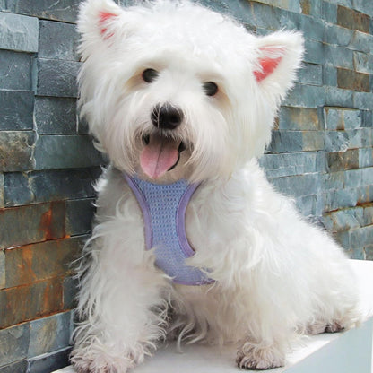 harnais-petit-chien-violet-puppy