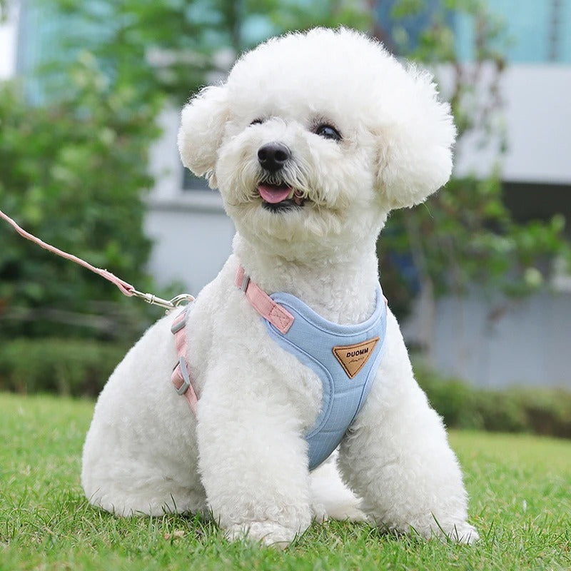 harnais-pour-chien-bleu-caniche