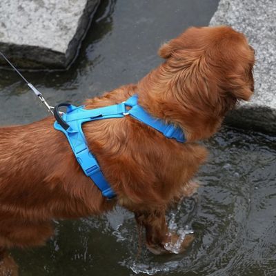 harnais-pour-chien-bleu-fonce