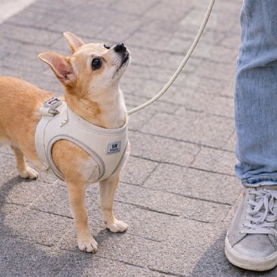 Harnais pour chien GentleWalk beige aération optimale