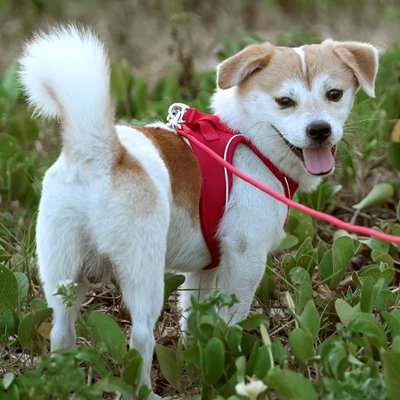 Harnais pour chien GentleWalk rouge durable 