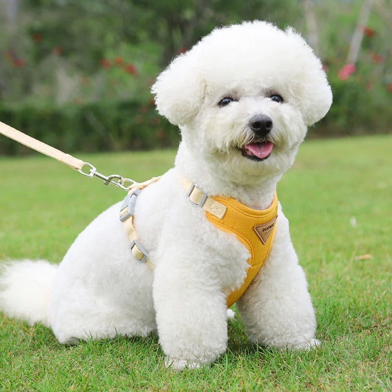harnais-pour-chien-jaune-caniche