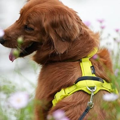 harnais-pour-chien-jaune
