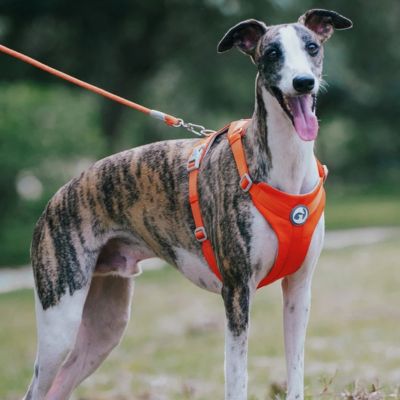 Harnais pour Chien | Waopet™