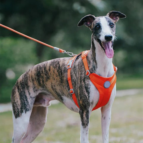 Harnais pour Chien | Waopet™
