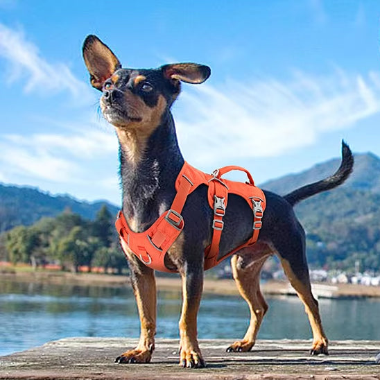 harnais-pour-chien-orange-triple-sangle